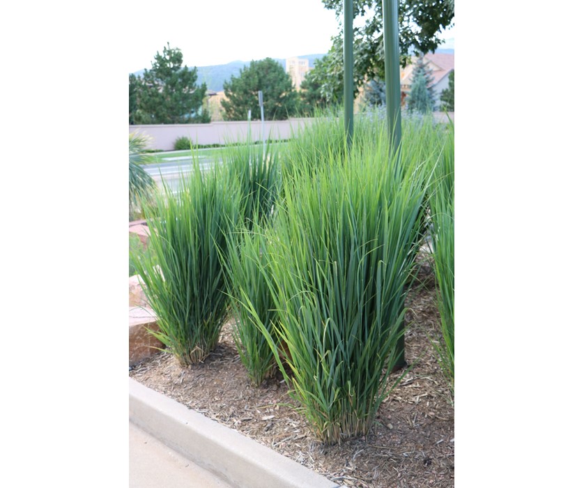 Northwind Switchgrass
